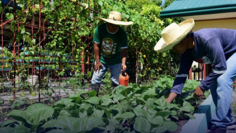CAgrO helps farmers build  cost-efficient sustainable nurseries