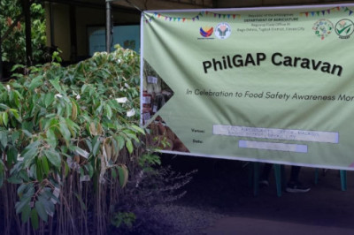 City Agri intensifies PhilGAP certification for Davao durian exports