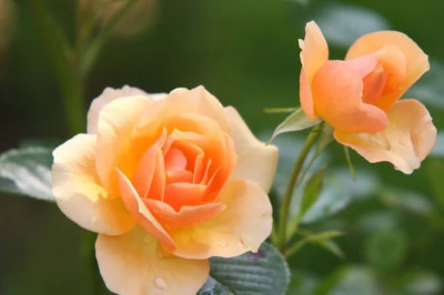 Verse of the Day | April 6, 2026