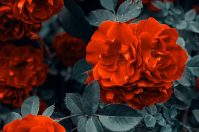 Verse of the Day | April 13, 2026